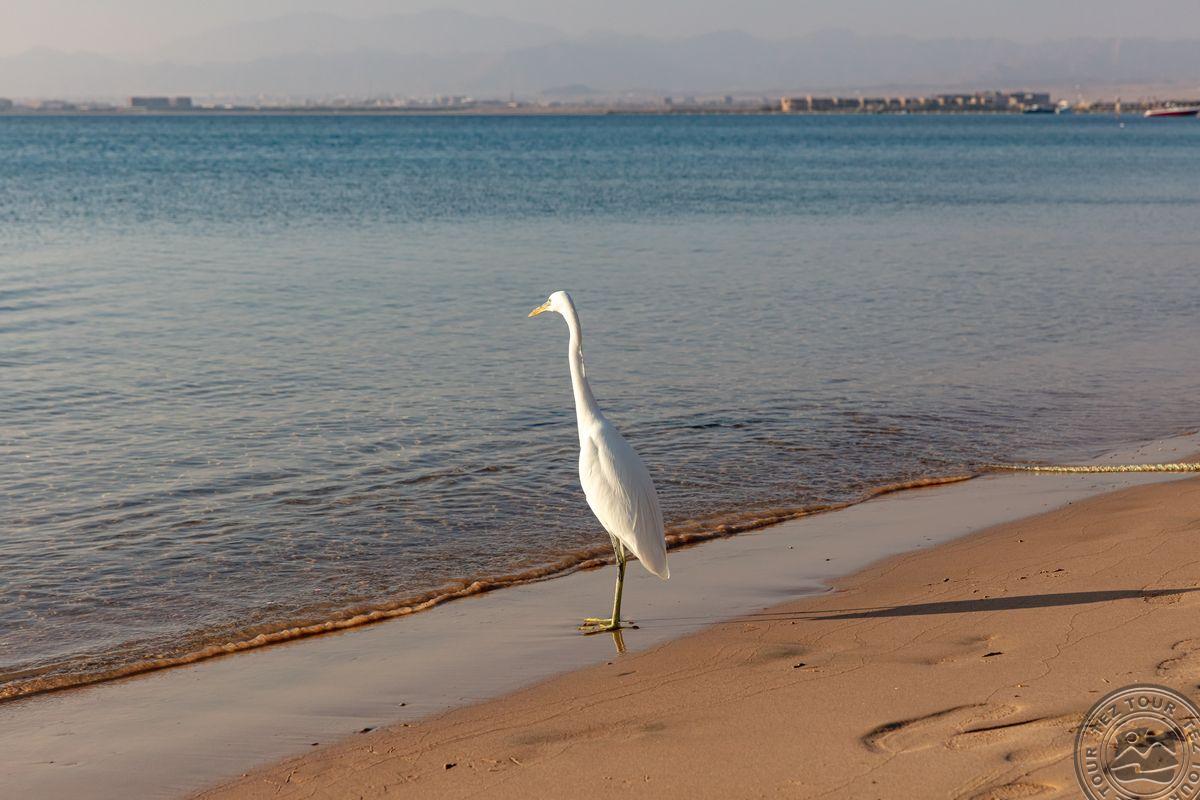 PALM ROYALE SOMA BAY