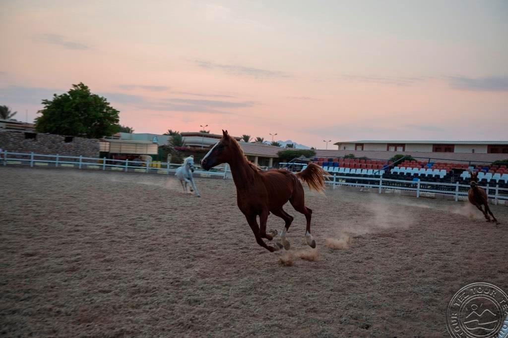 CONCORDE EL SALAM SHARM EL SHEIKH