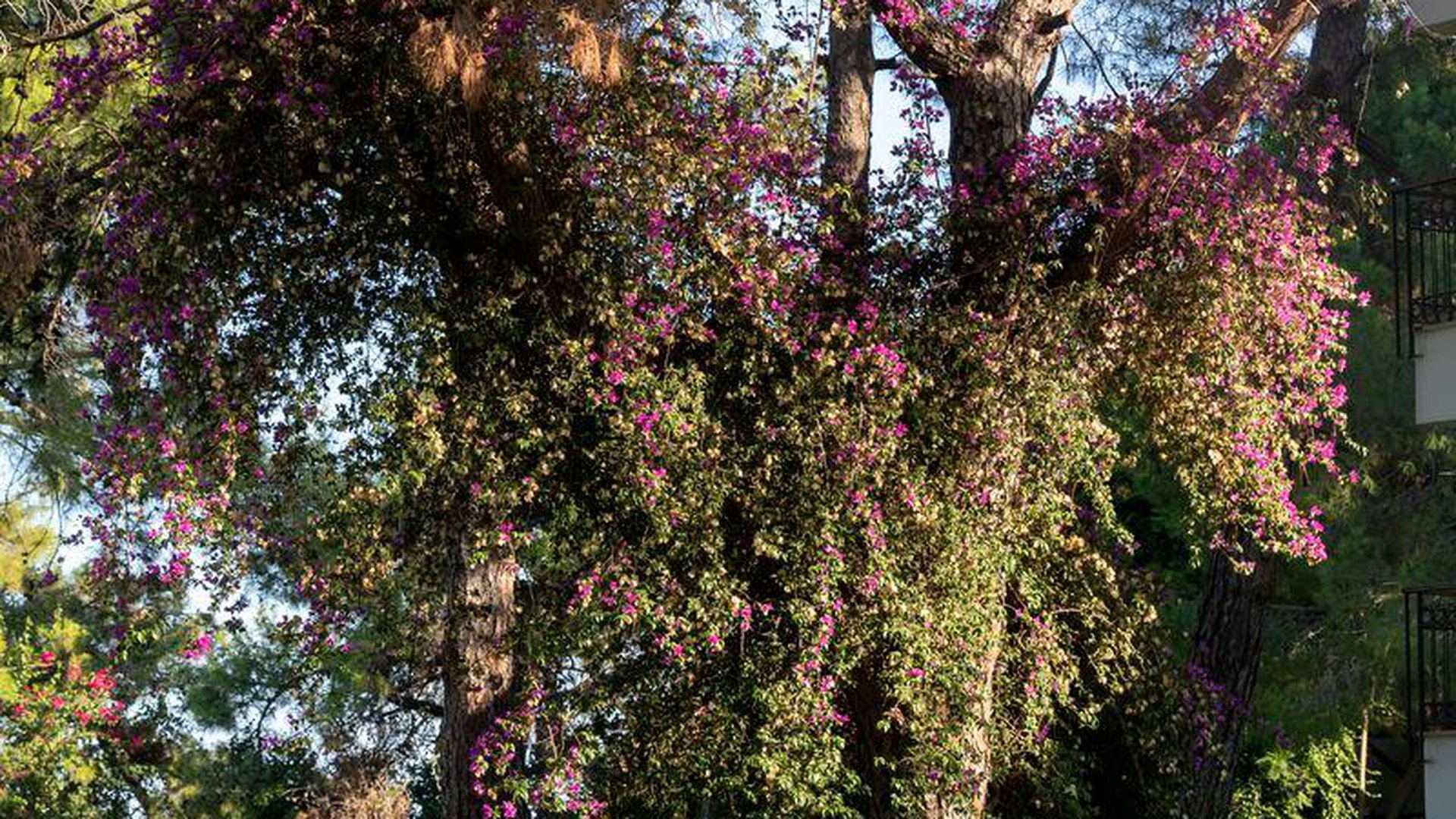 SHERWOOD EXCLUSIVE KEMER