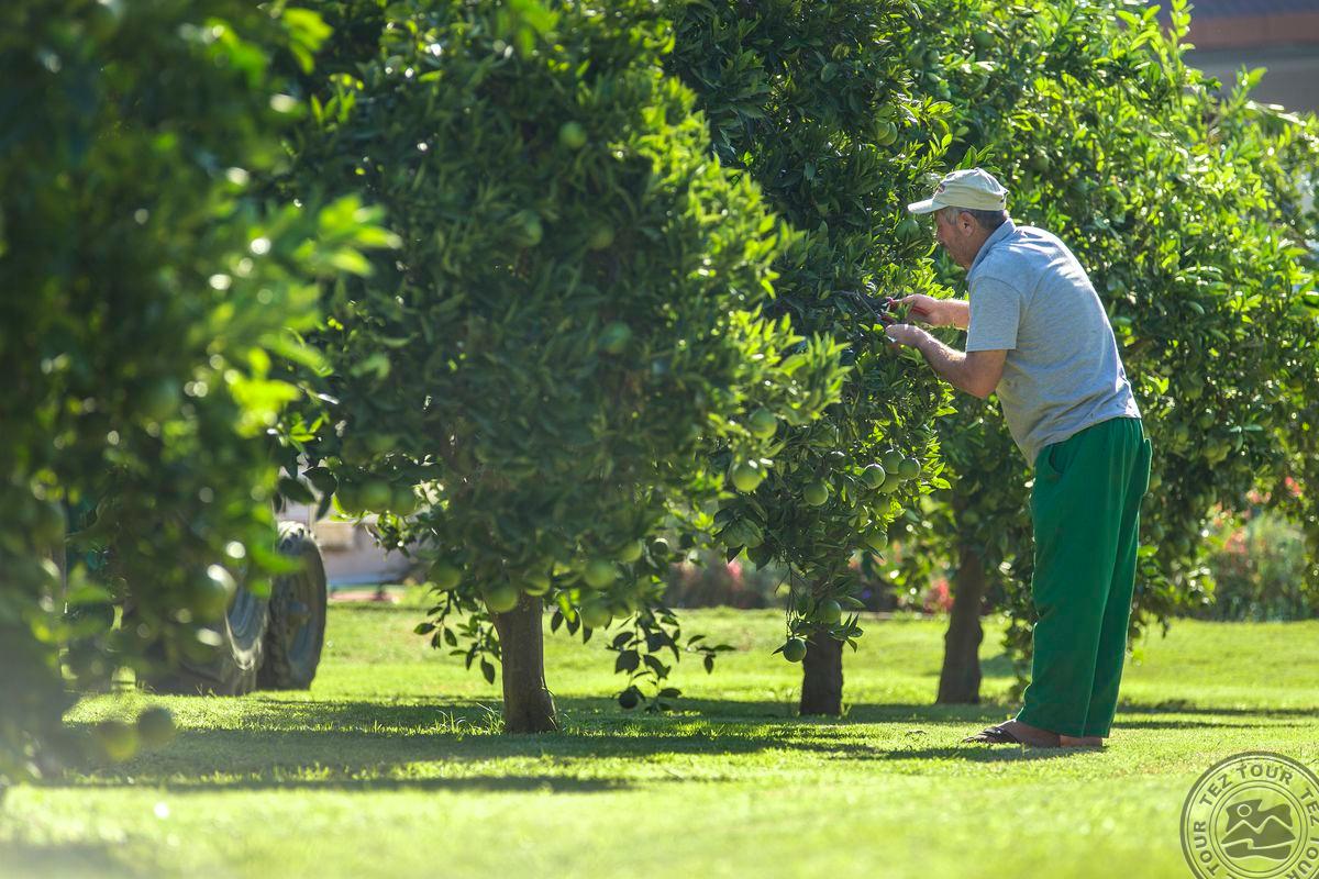 LONICERA WORLD HOTEL